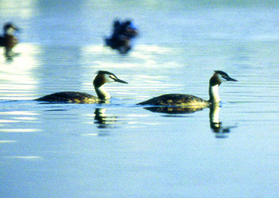 Great Crested Grebe