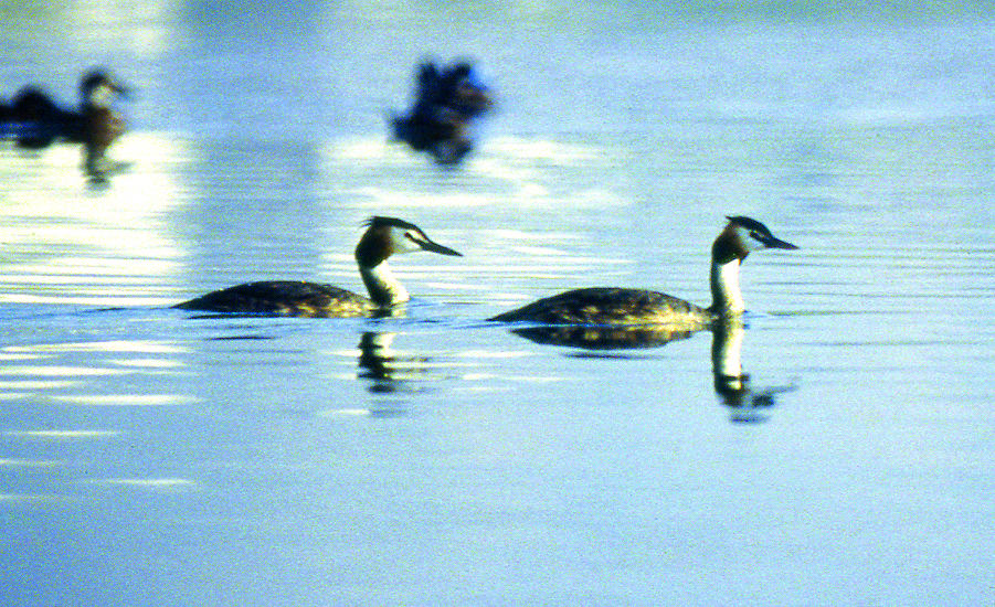 Great Crested Grebe