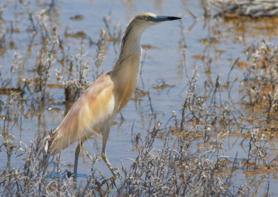 Squacco Heron