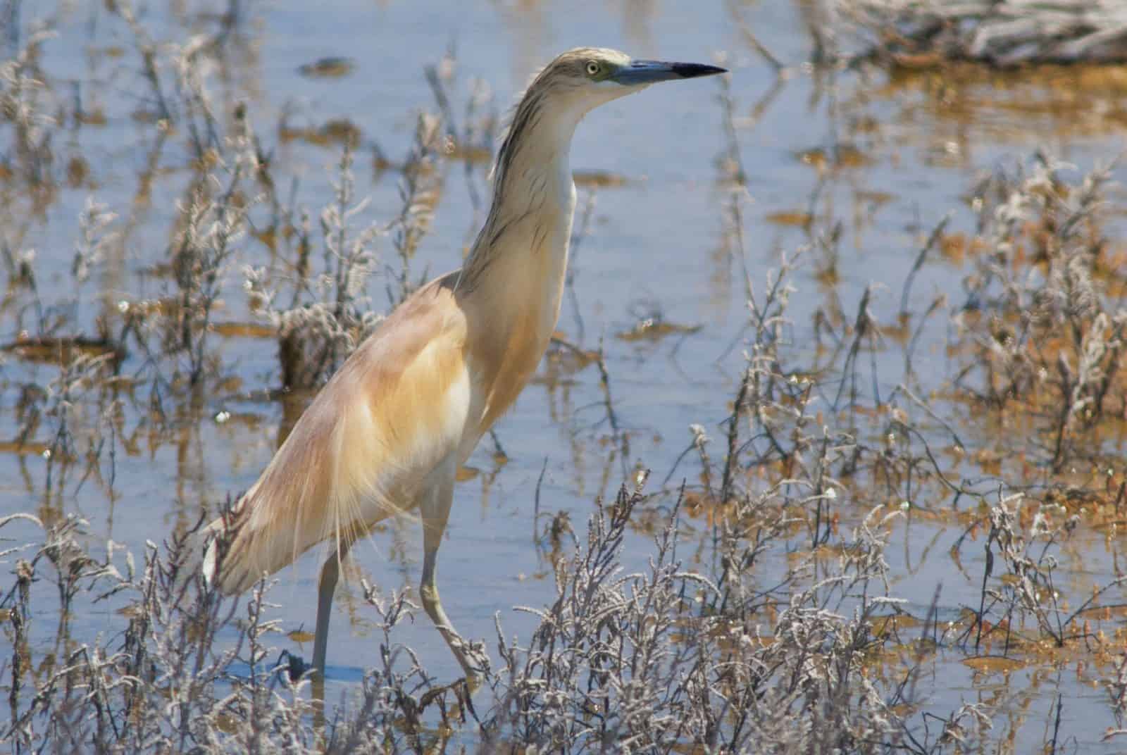 Squacco Heron