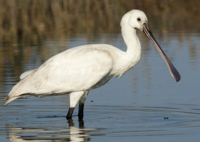 Eurasian Spoonbill