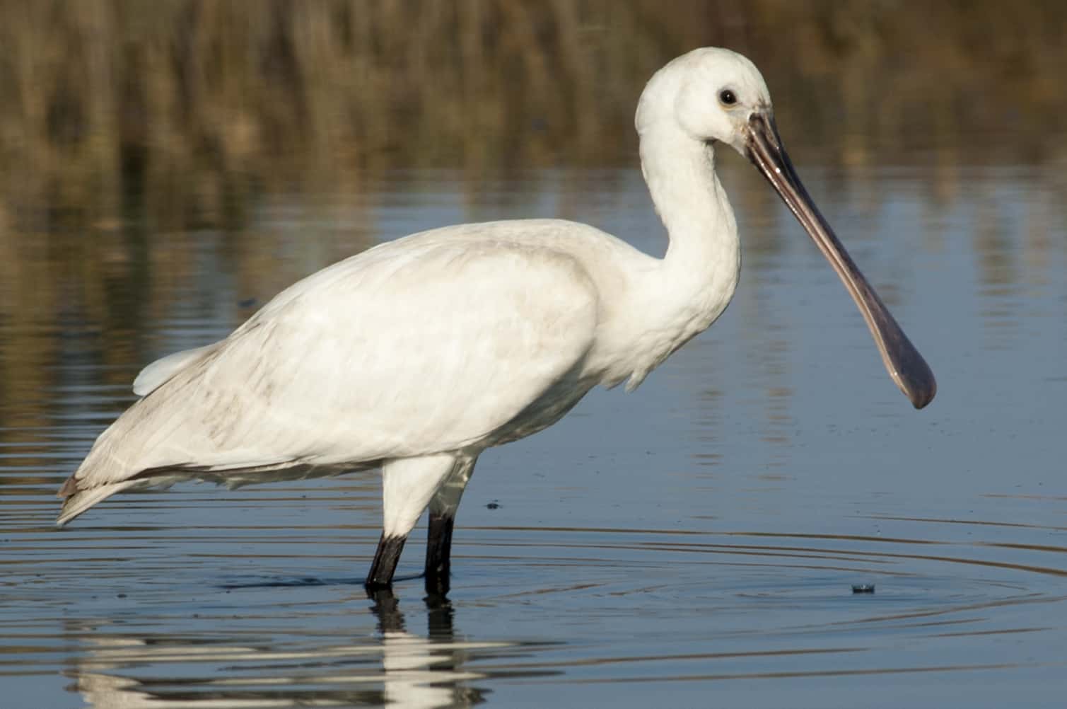 Eurasian Spoonbill