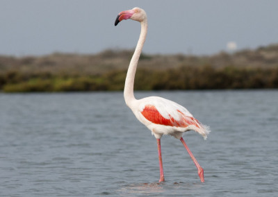 Greater Flamingo