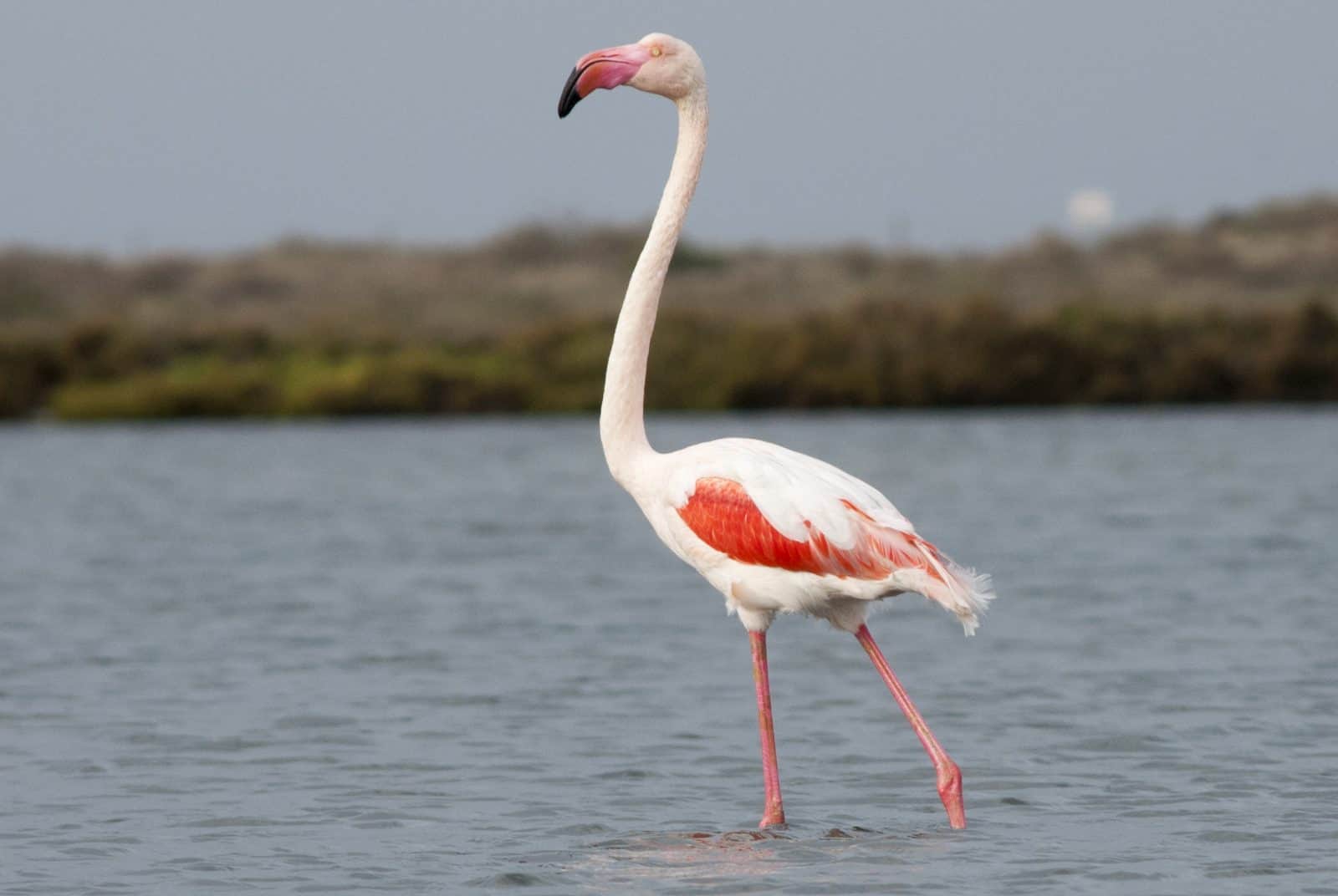 Greater Flamingo