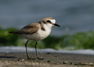 Kentish Plover