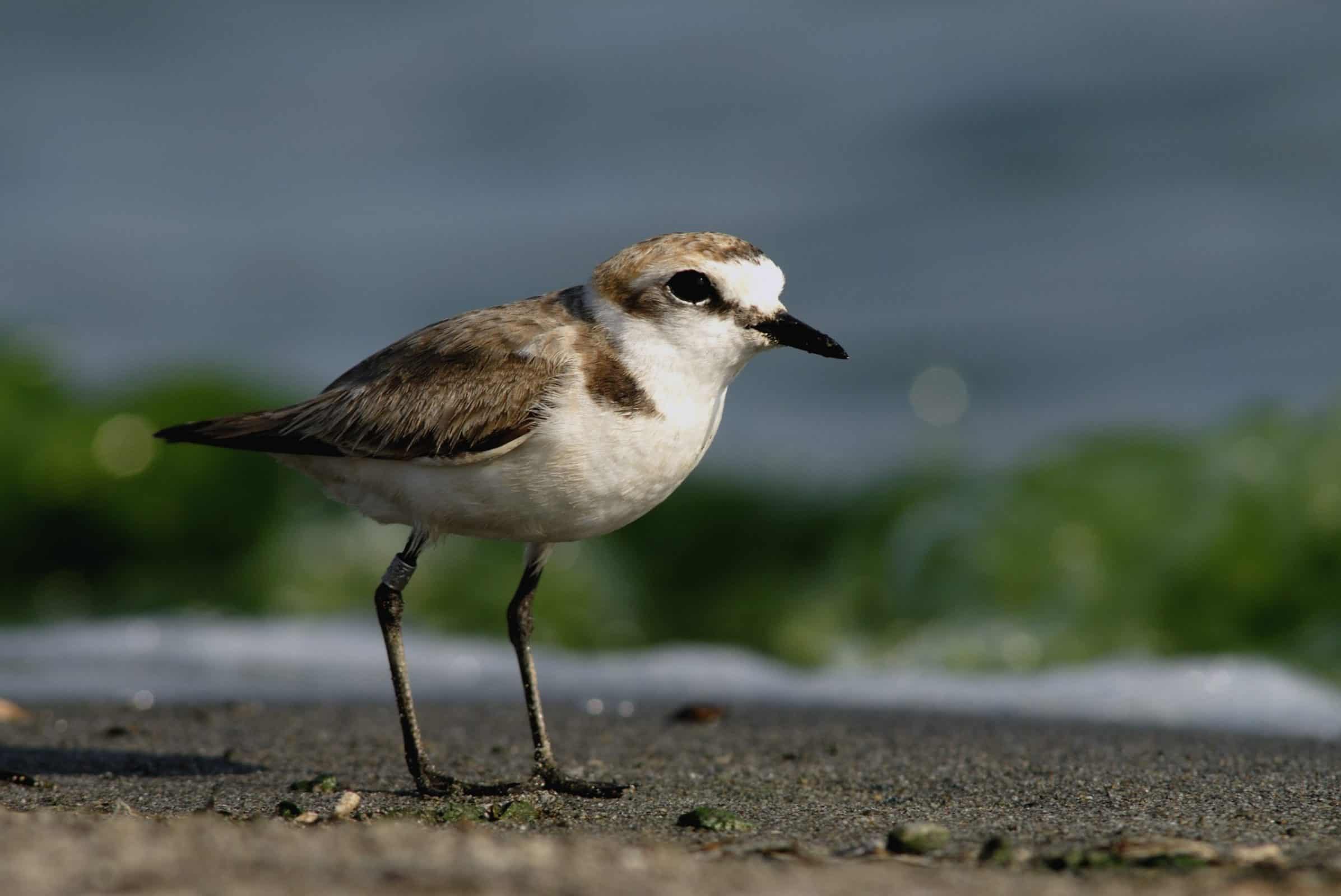 Kentish Plover