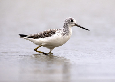 Common Greenshank