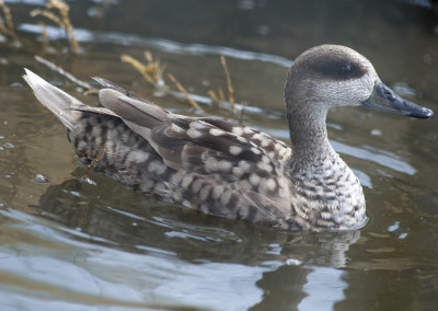 Marbled Duck