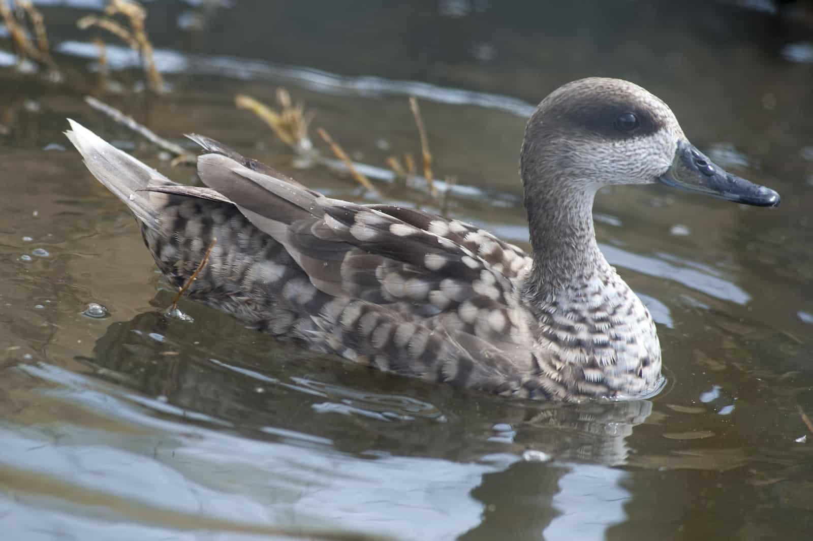 Marbled Duck