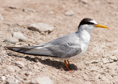 Little Tern