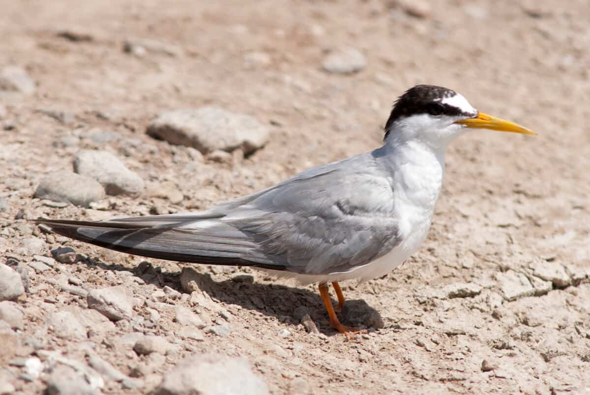 Little Tern