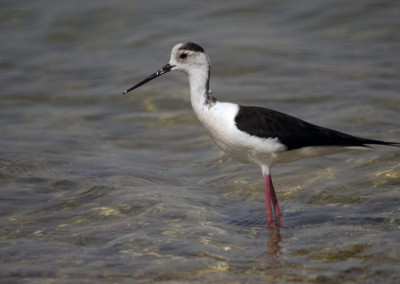 Black-winged Stilt