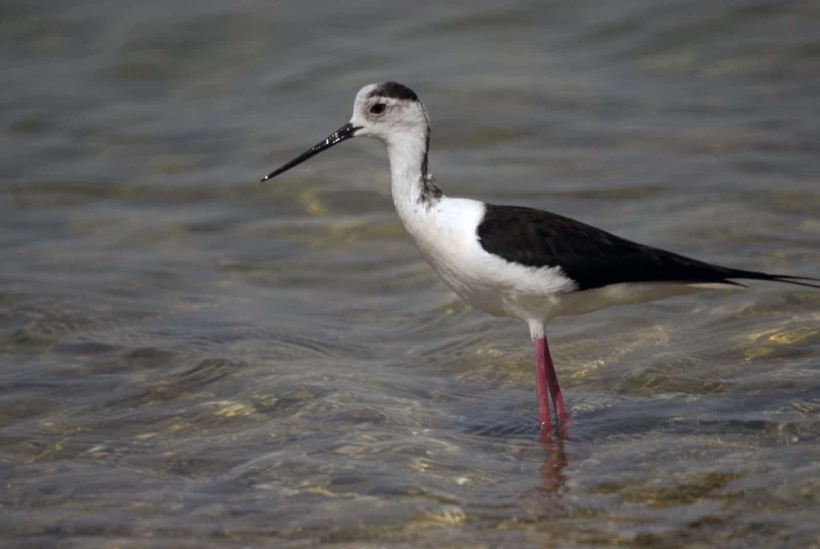 Black-winged Stilt