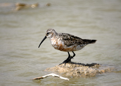 Curlew Sandpiper