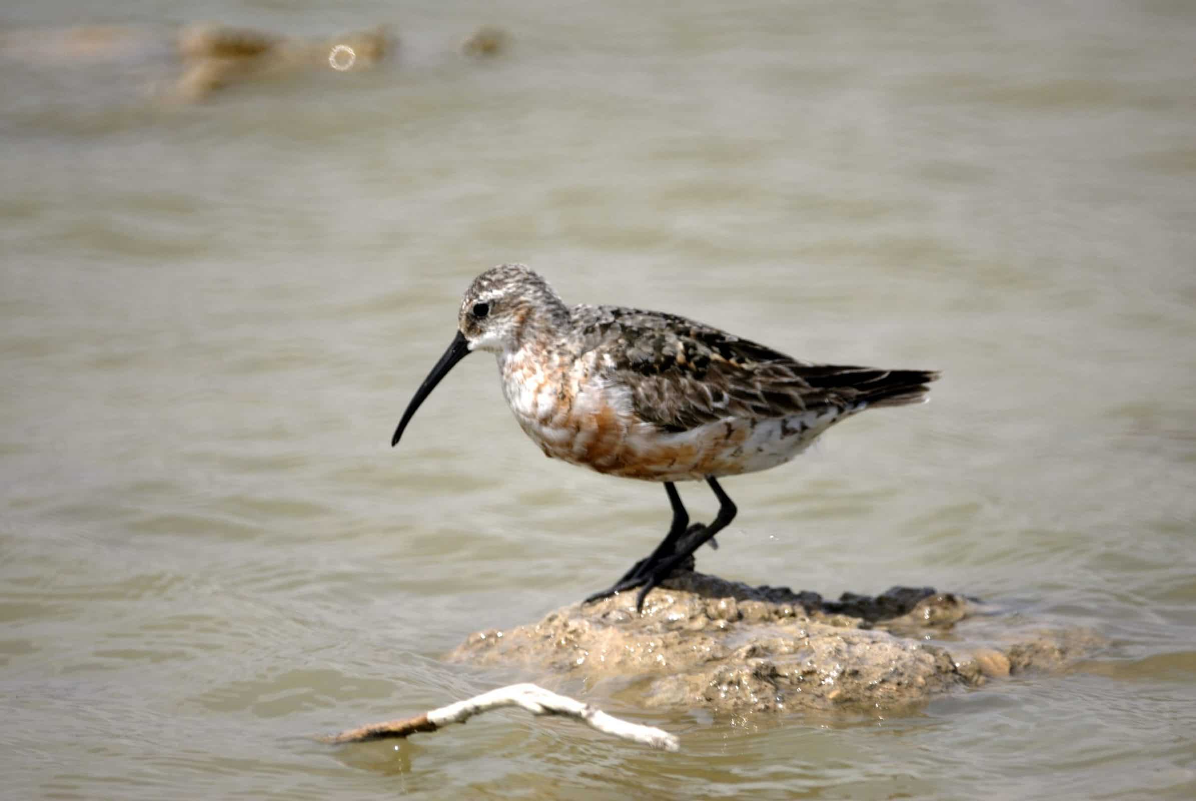 Curlew Sandpiper