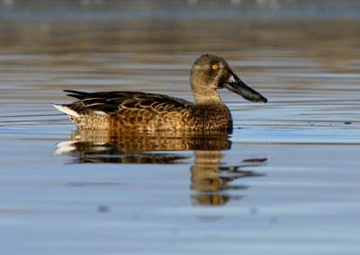 Northen Shoveler