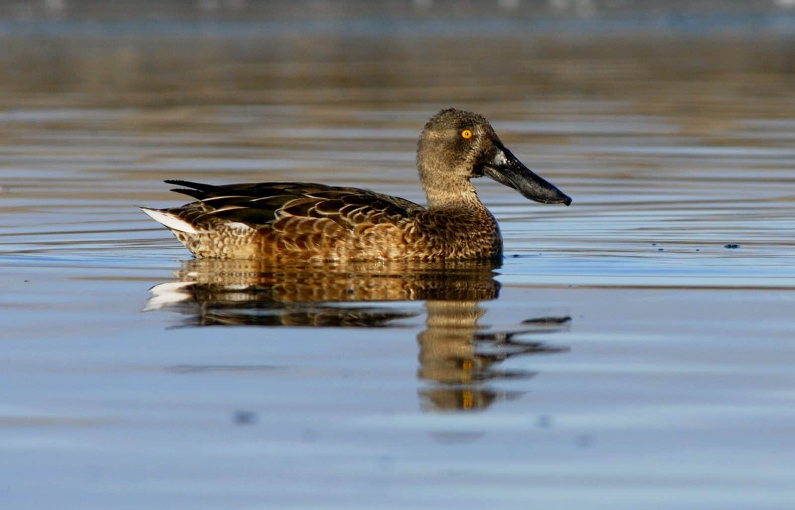 Northen Shoveler