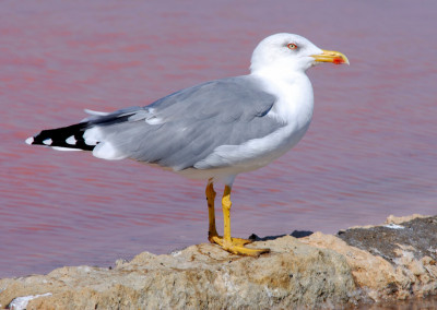 Yelow-Legged Gull