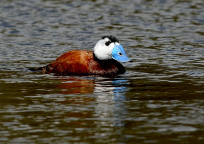 White-headed Duck