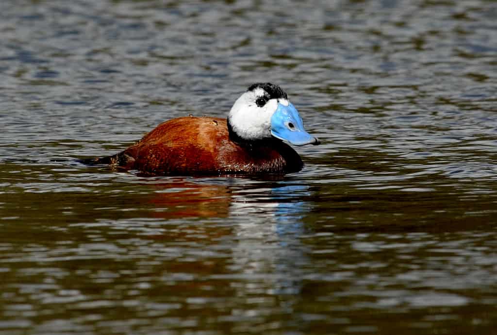 White-headed Duck