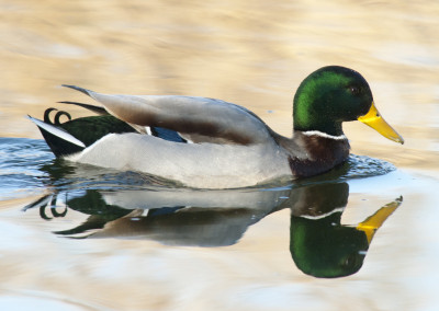 Mallard