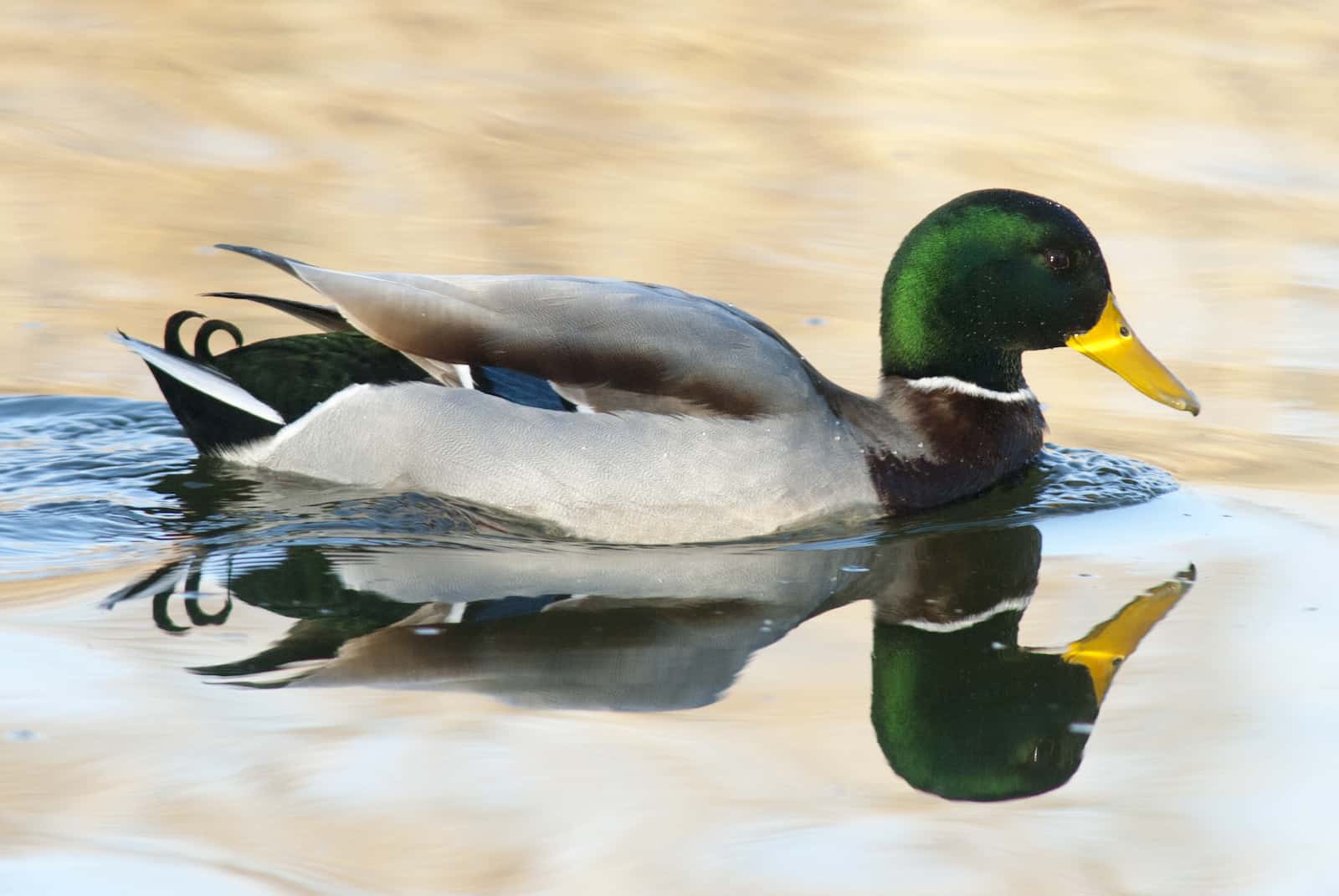 Mallard