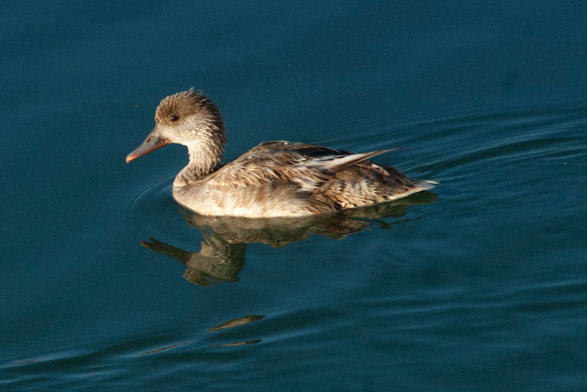 Red-crested Pochard