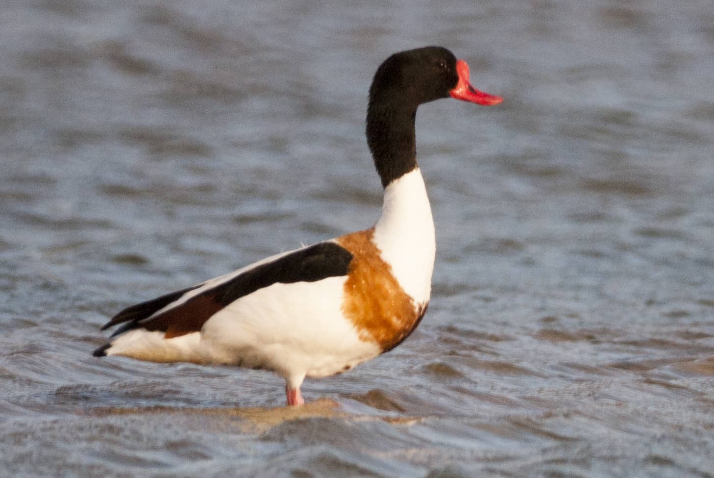 Common Shelduck