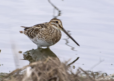 Common Snipe