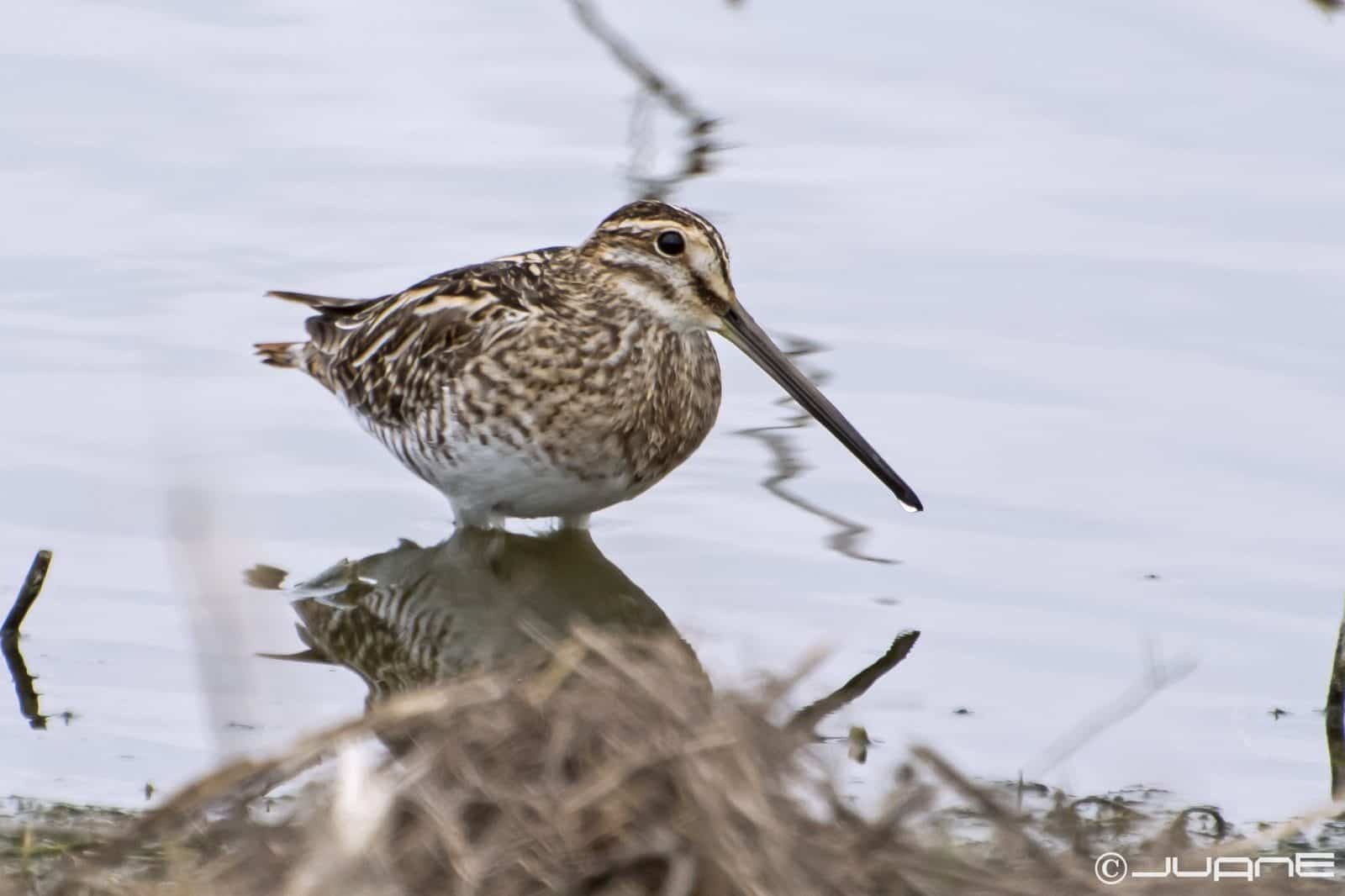 Common Snipe