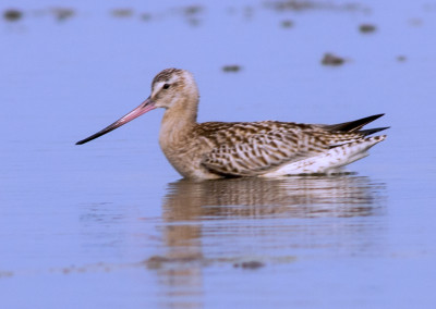 Bar-tailed godwit