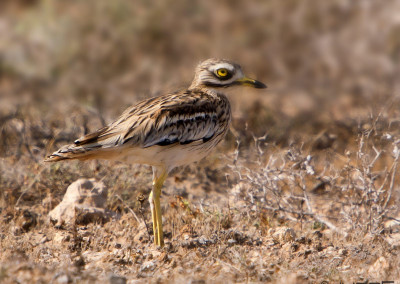 Eurasian Stone-curlew