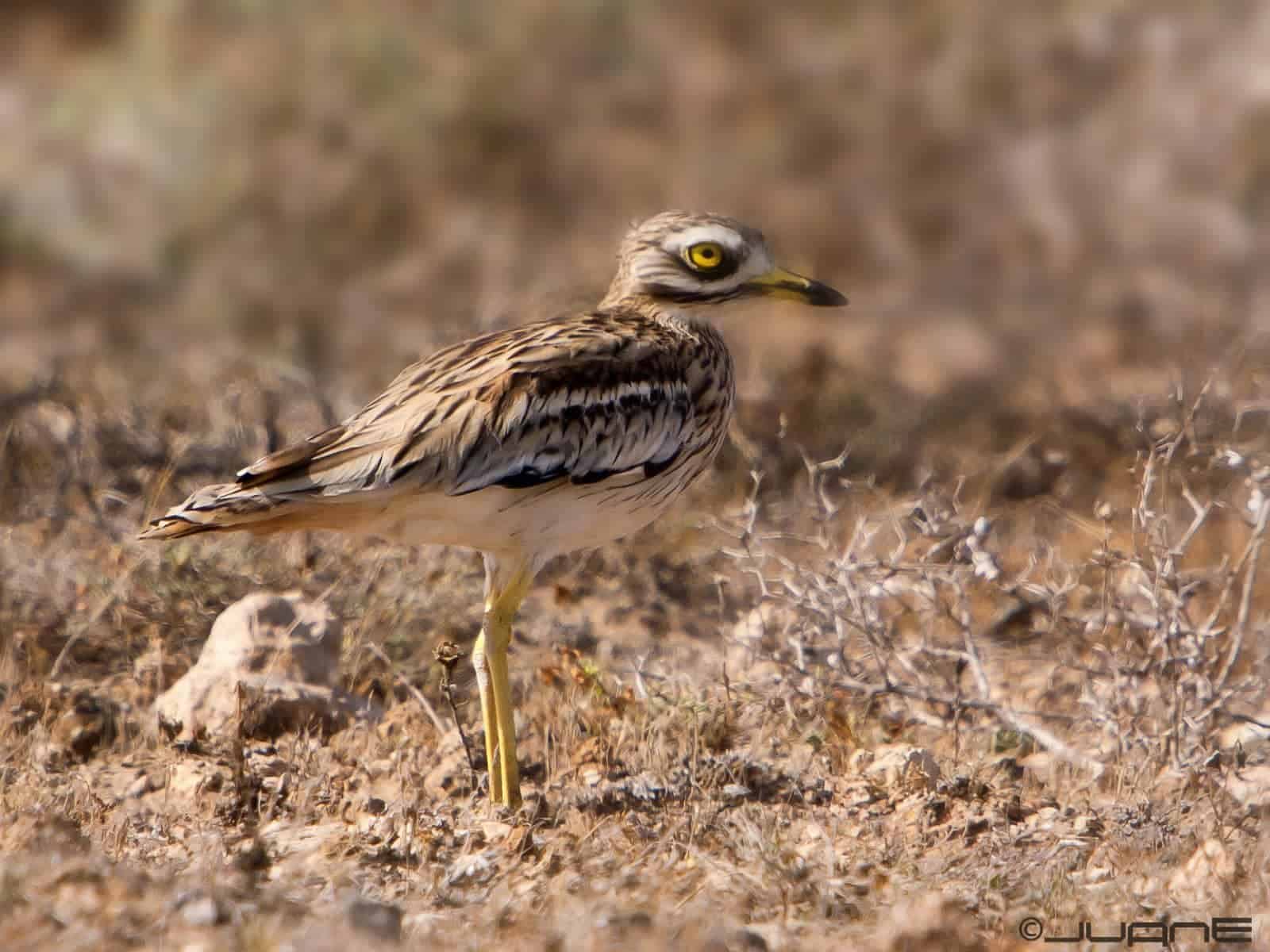 Eurasian Stone-curlew