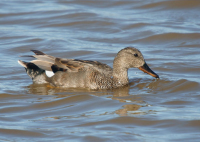 Gadwall