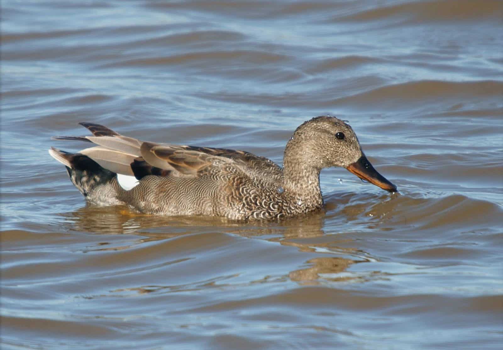 Gadwall