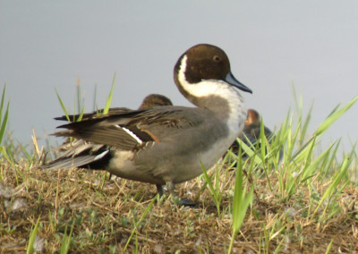 Northern Pintail