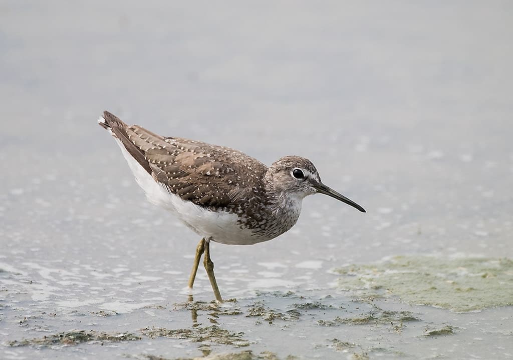 Wood Sandpiper