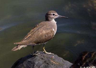 Common Sandpiper