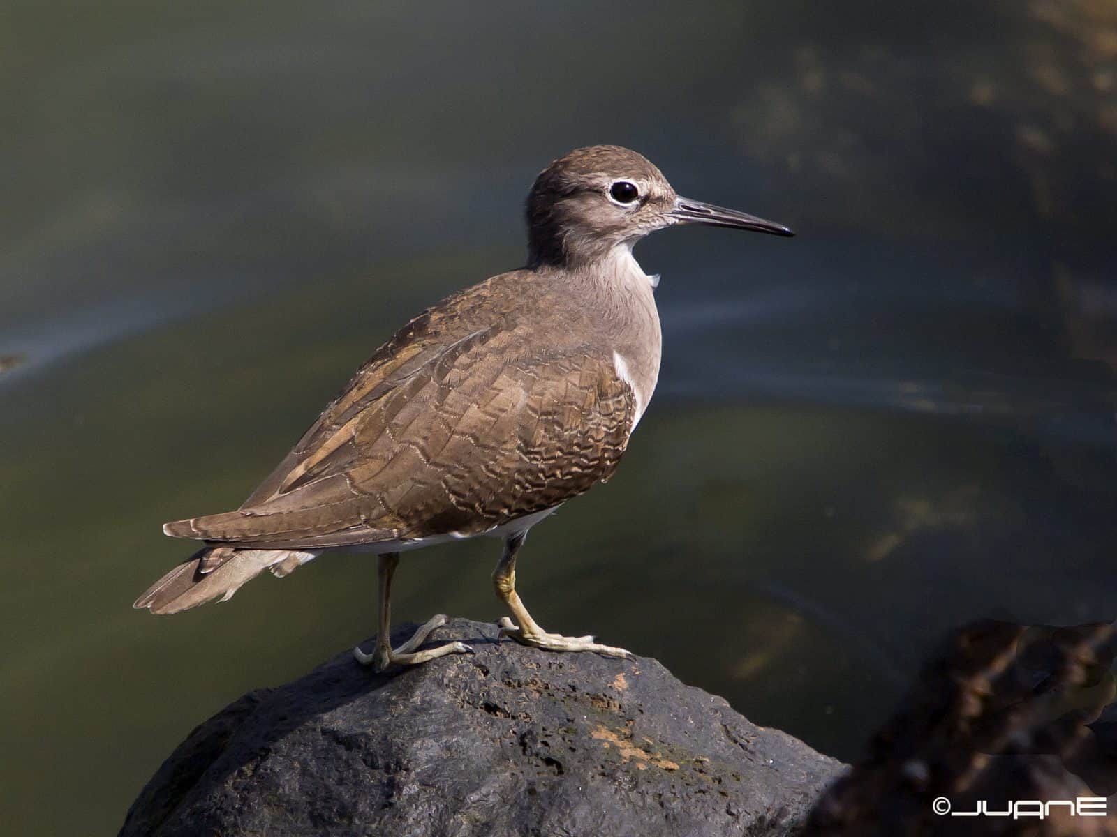 Common Sandpiper