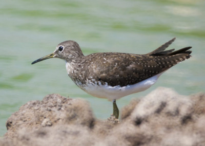 Green Sandpiper