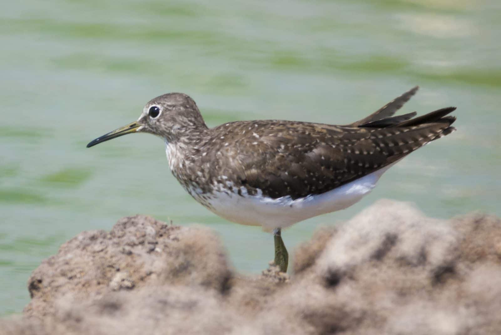 Green Sandpiper