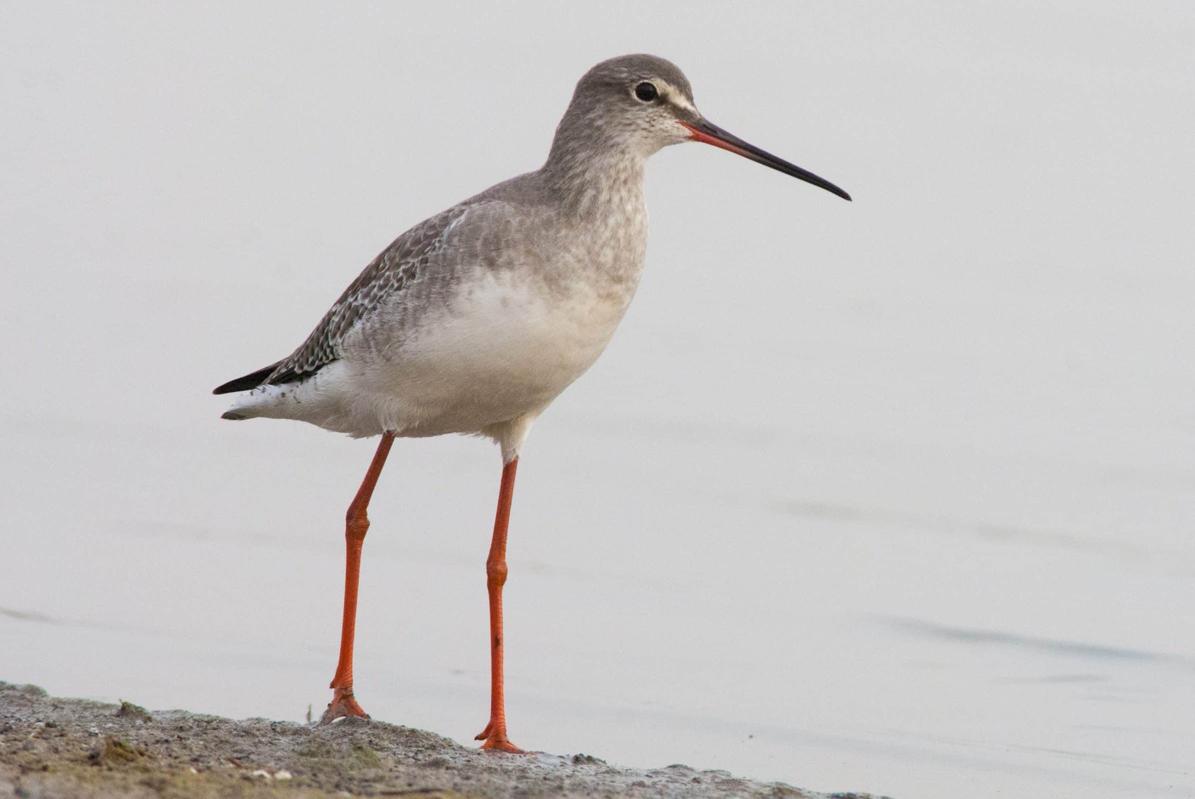 Spotted Redshank