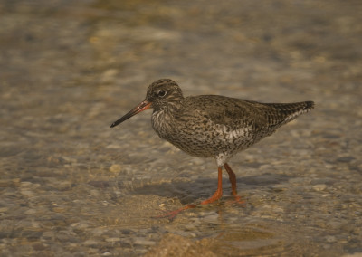 Common Redshank