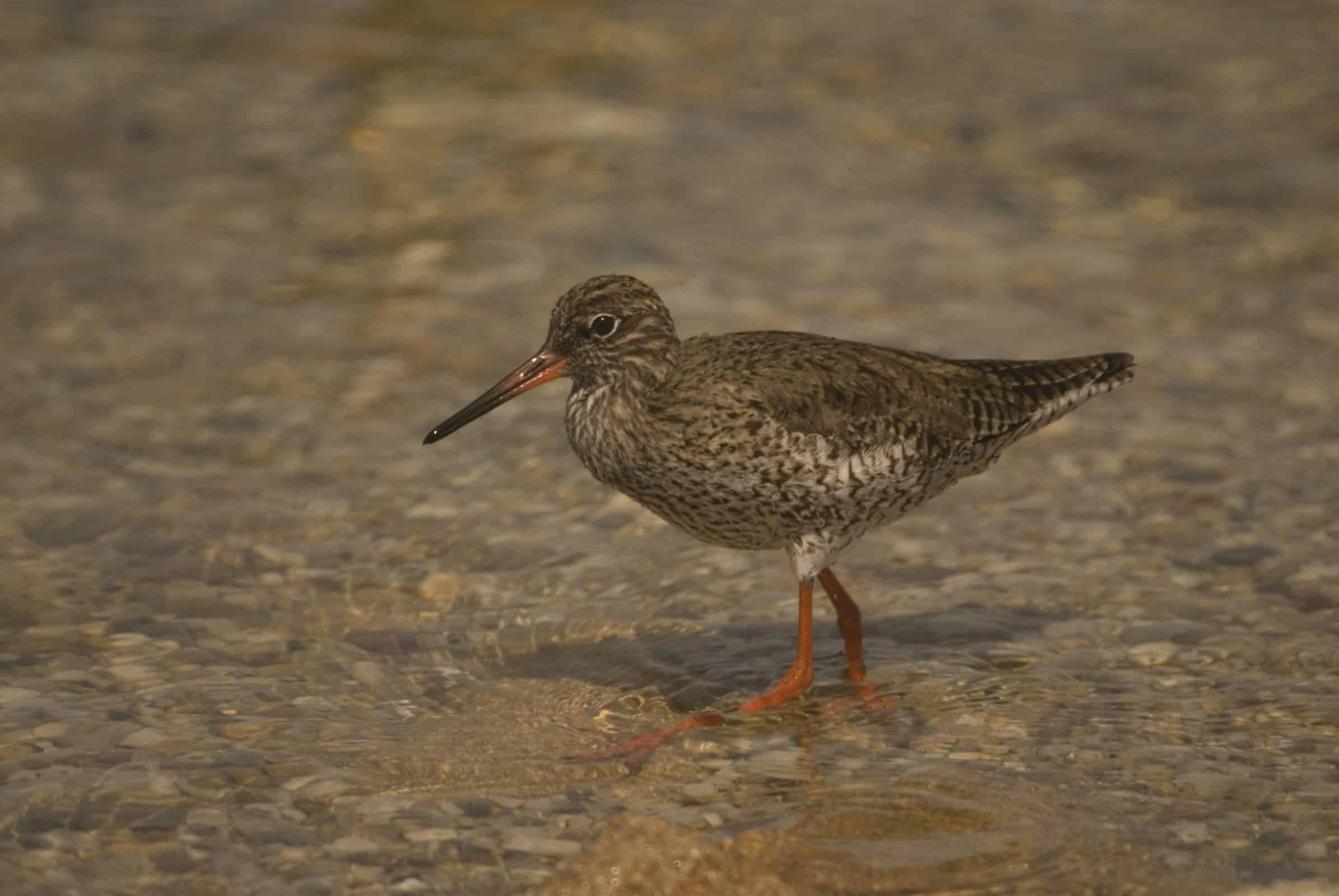 Common Redshank