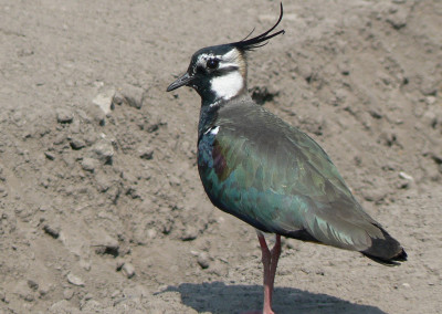 Northern Lapwing