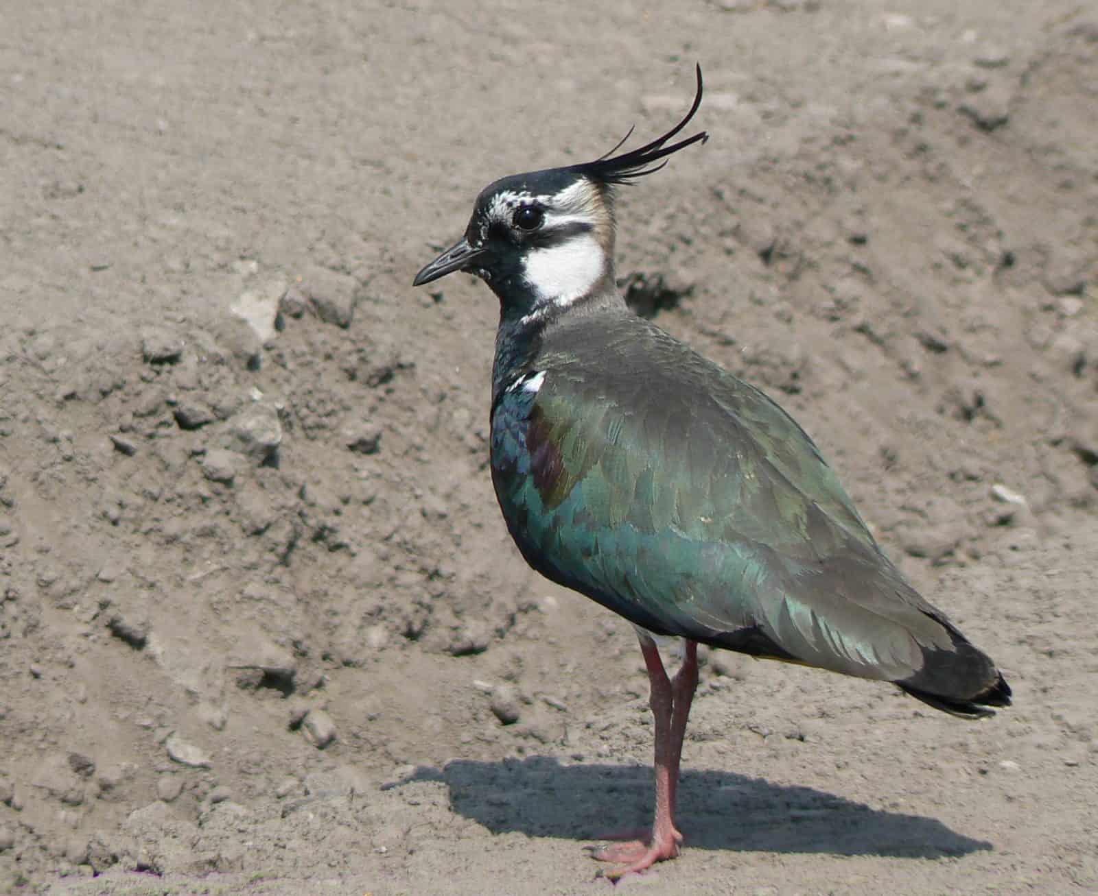 Northern Lapwing