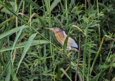 Little Bittern