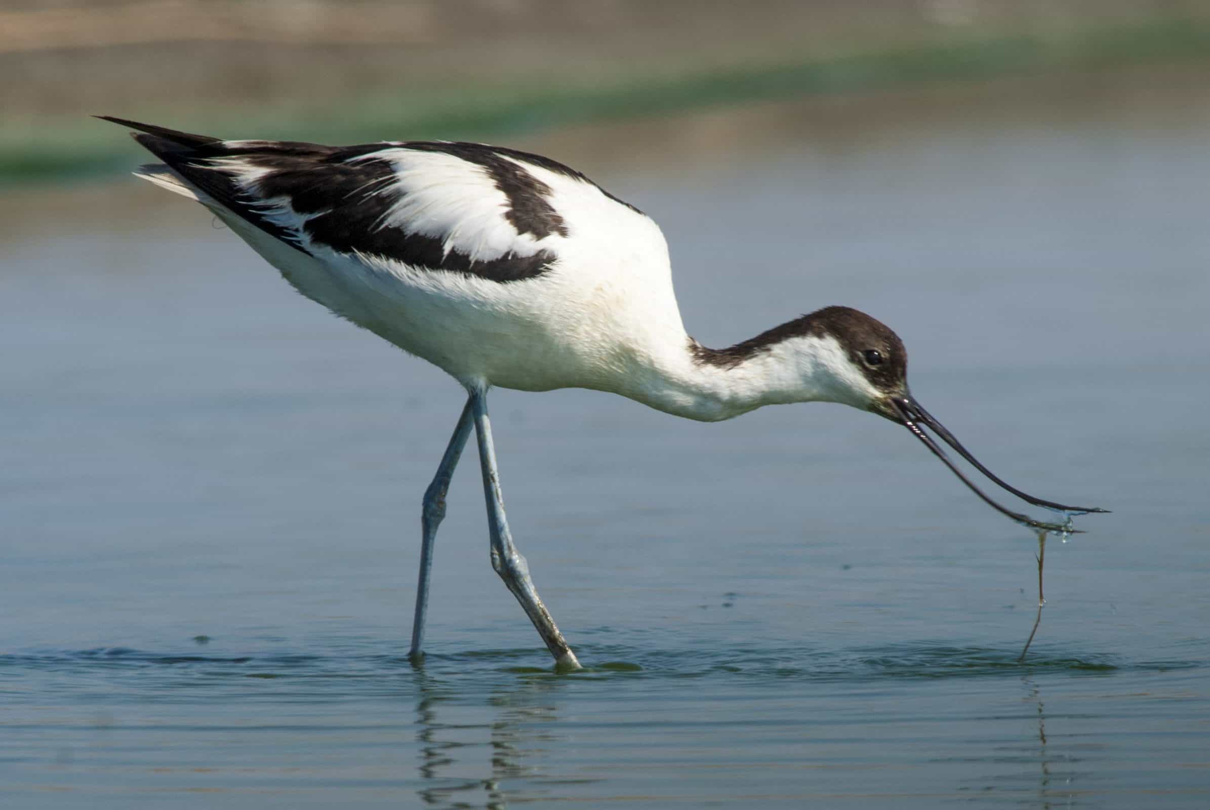 Pied Avocet