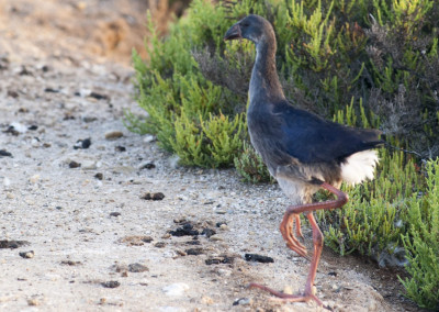 Purple Swamphen