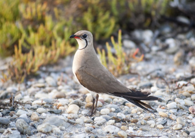 Collared Pranticole